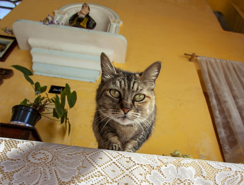 GATO DA IGREJA