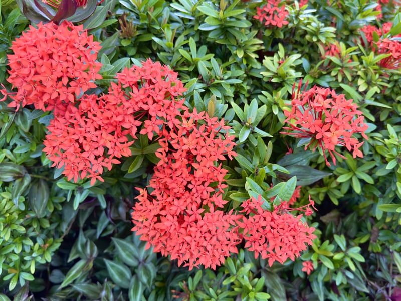 FLORES NO CAMINHO