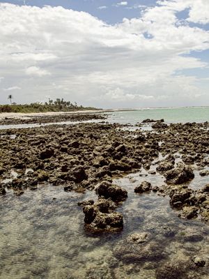 CARNAUBINHA REEF 5