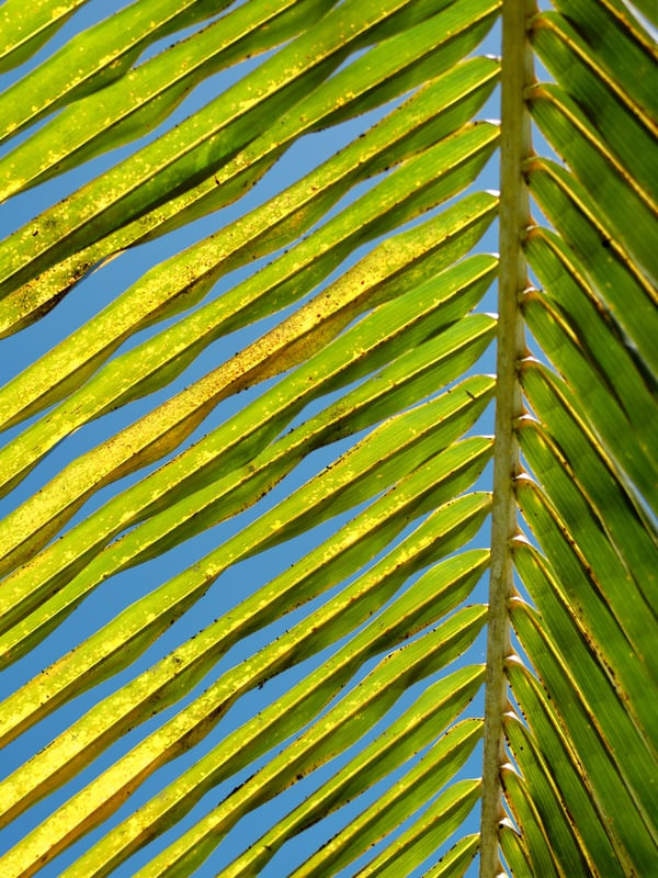PALHA DO COQUEIRO TRIPTICO 2