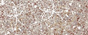 POLLOCK 13 DA HELO