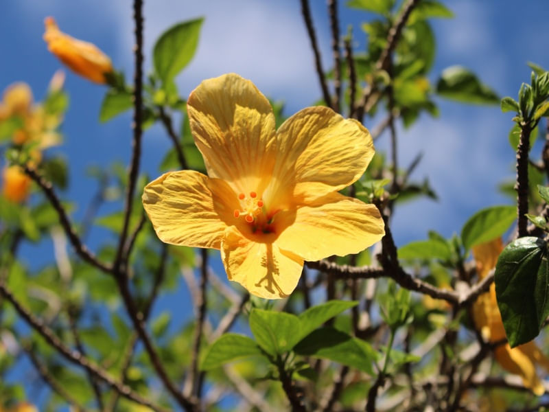 SOL EM SEU ESPLENDOR