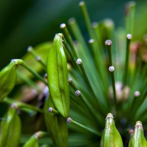 PLANTA MACRO 5541