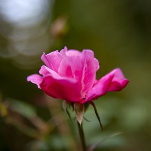 ROSA 5663