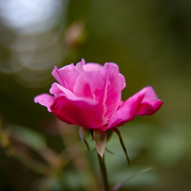 ROSA 5663