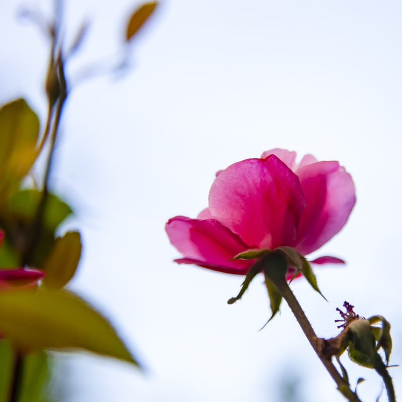 ROSA 5664