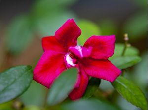 ROSA VERMELHA 5549