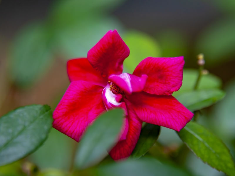 ROSA VERMELHA 5549