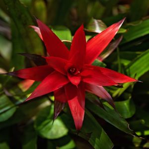 BROMELIA EM FLOR