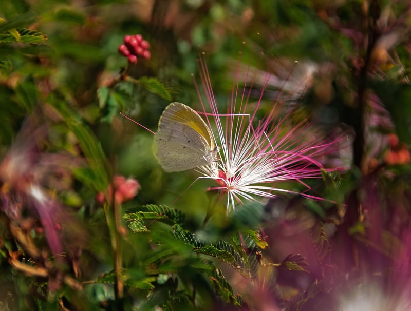 NATUREZA EM HARMONIA