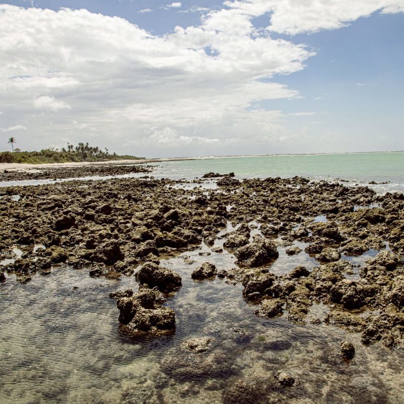 CARNAUBINHA REEF 4