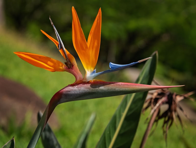 BELEZA DA NATUREZA FLOR AVE DO PARAISO