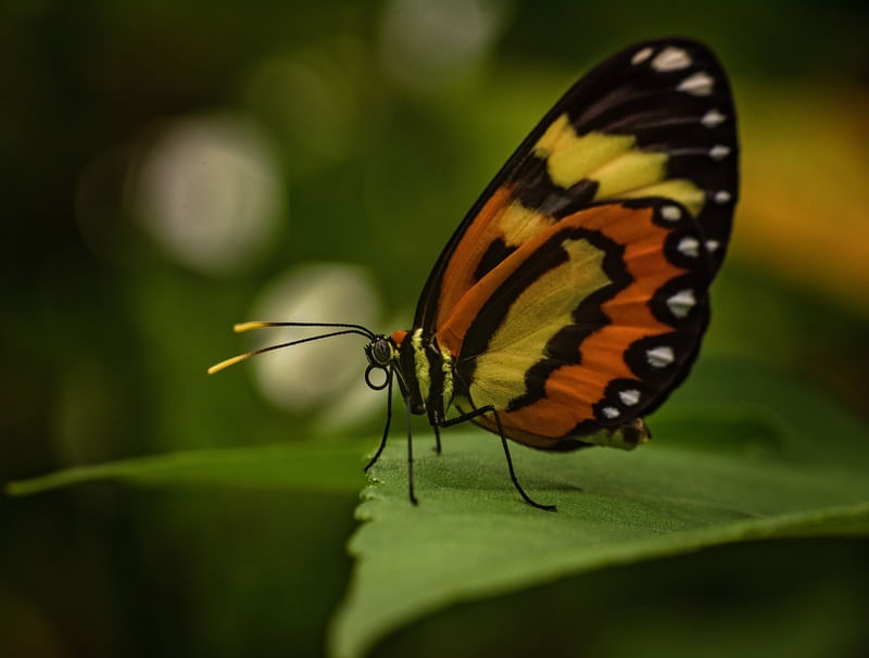 BORBOLETA LINDA