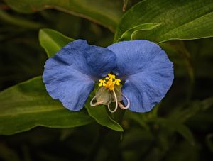 DESTAQUE COMMELINA