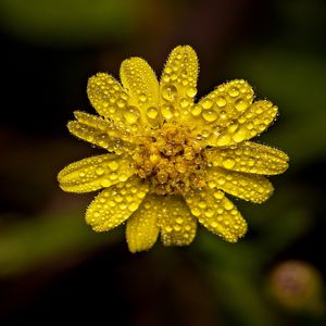 EXUBERANCIA EM FLOR