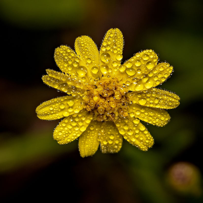 EXUBERANCIA EM FLOR