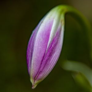 AÇUCENA 5661