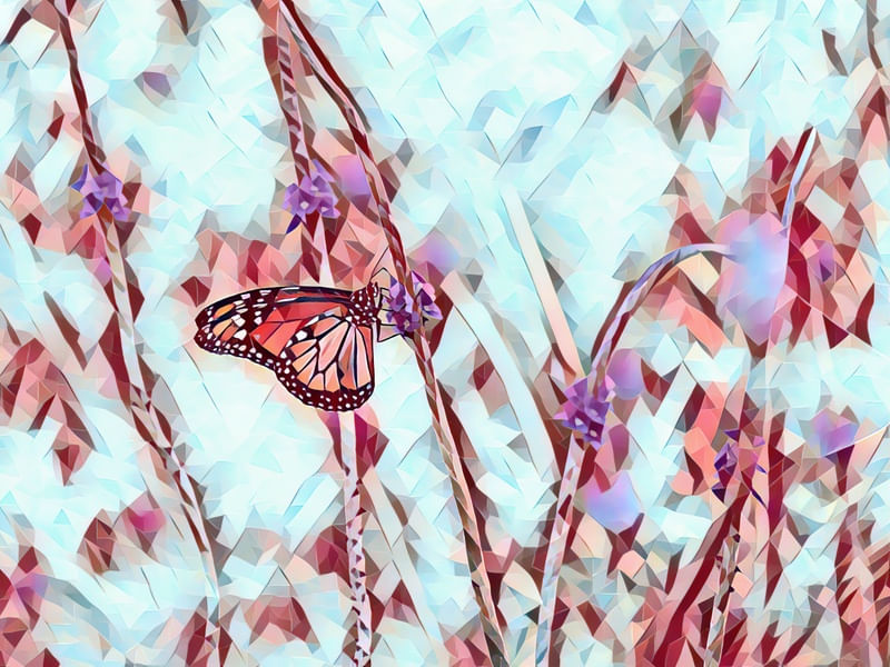 BORBOLETA MONARCA DO SUL MOSAICO