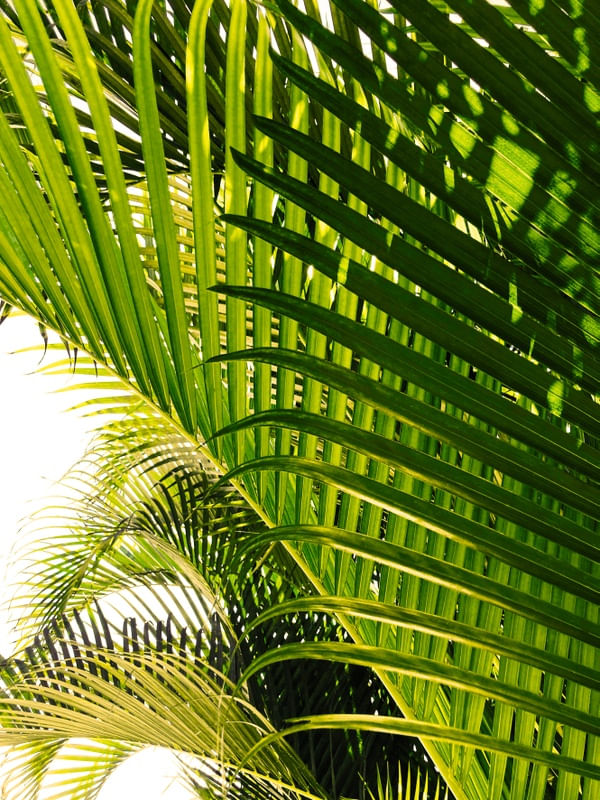 PALM JUNGLE 5 - FOLHAS DE PALMEIRA BOTANICO SELVA PLANTES FOTOGRAFIA