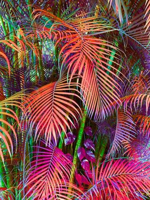 RAINBOW JUNGLE 2 - SELVA FOLHAS DE PALMEIRA BOTANICO ARCO IRIS COLORIDO FOTOGRAFIA