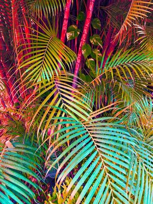 RAINBOW JUNGLE 1 - SELVA FOLHAS DE PALMEIRA BOTANICO ARCO IRIS COLORIDO FOTOGRAFIA
