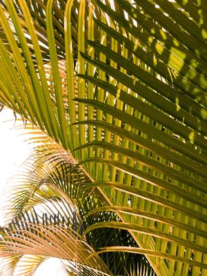 PALM JUNGLE 2 - FOLHAS DE PALMEIRA BOTANICO SELVA PLANTES FOTOGRAFIA