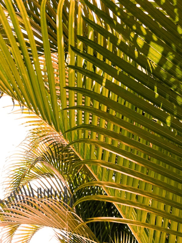 PALM JUNGLE 2 - FOLHAS DE PALMEIRA BOTANICO SELVA PLANTES FOTOGRAFIA