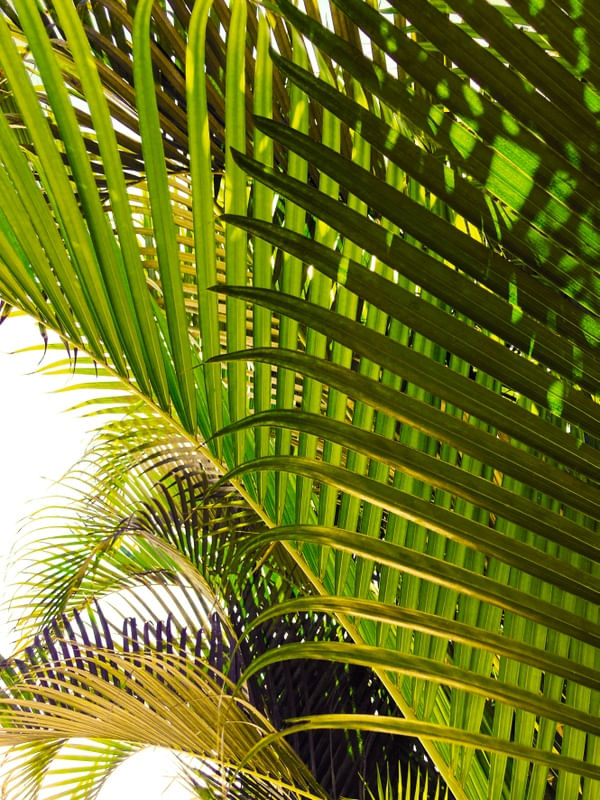 PALM JUNGLE 1 - FOLHAS DE PALMEIRA BOTANICO SELVA PLANTES FOTOGRAFIA