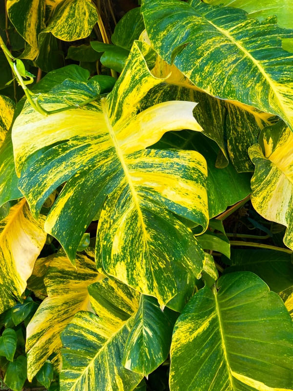 MONSTERA LEAVES - VERDE AMARELO BOTANICO FOLHAS PLANTS SELVA PALMEIRA FOTOGRAFIA