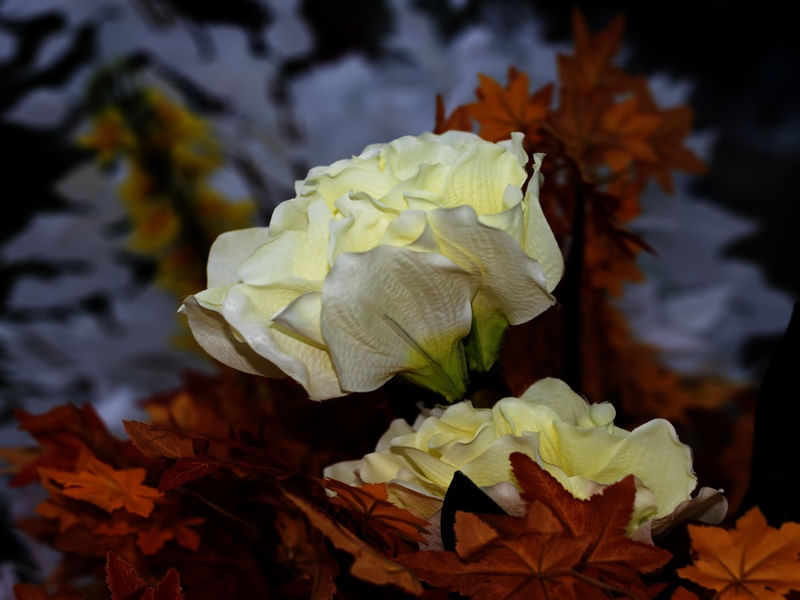 SENHORA FLOR