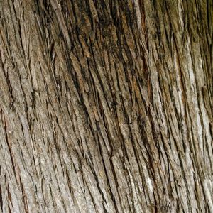 TEXTURA DE ÁRVORE III - QUADRADO