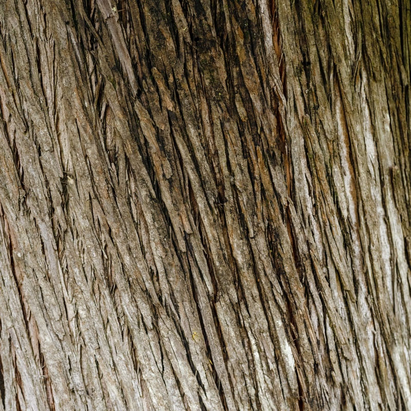 TEXTURA DE ÁRVORE III - QUADRADO