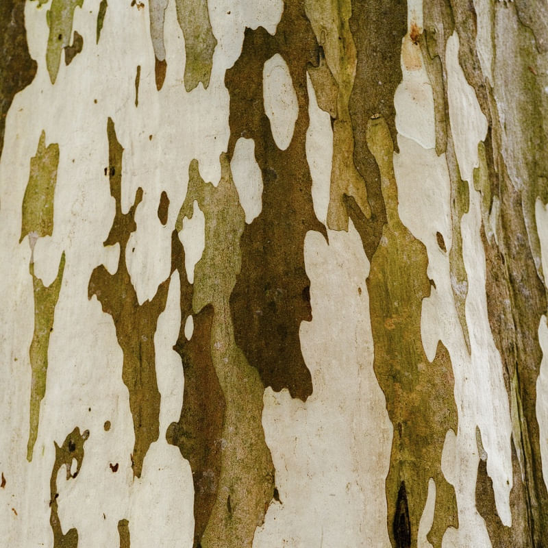 TEXTURA DE ÁRVORE I - QUADRADO