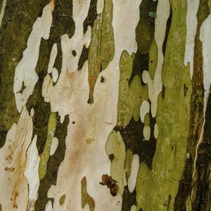 TEXTURA DE ÁRVORE II - QUADRADO