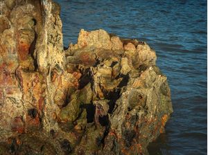 CAPRICHOS DA NATUREZA V