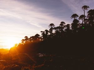 BOSQUE DE ARAUCÁRIAS