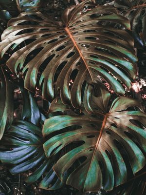 NATUREZA MORTA EM CORES