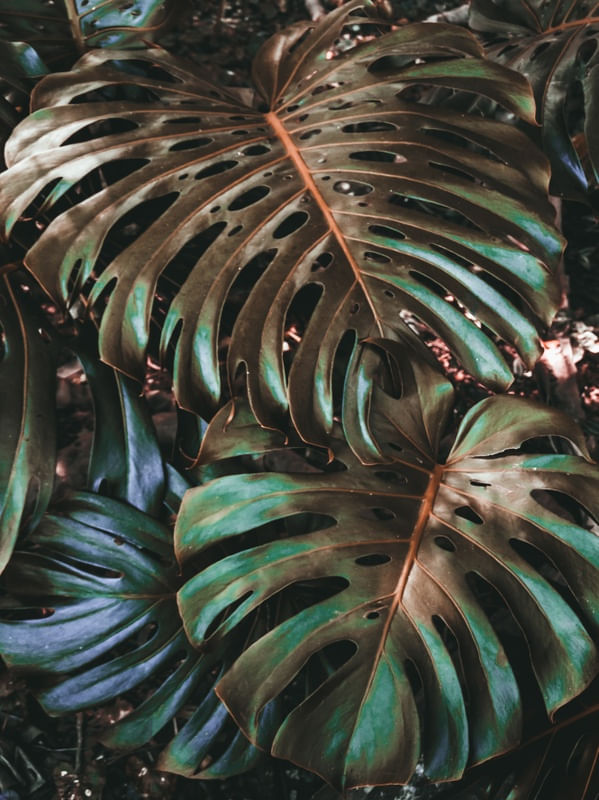 NATUREZA MORTA EM CORES