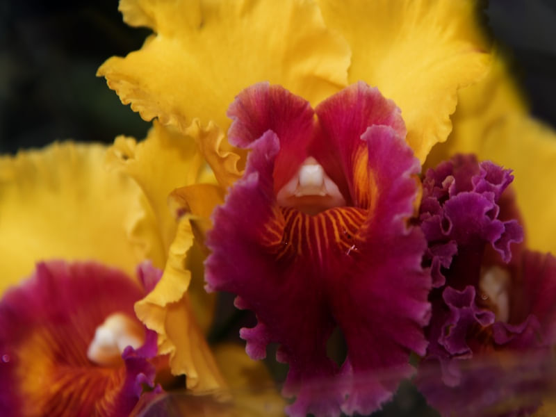 ORQUÍDEA OFERTÓRIO