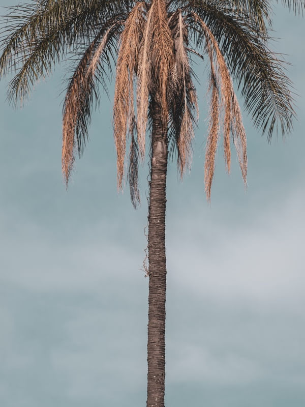 SEMI COQUEIRO