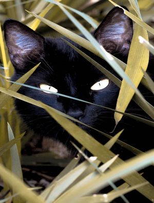 GATA MISTERIOSA