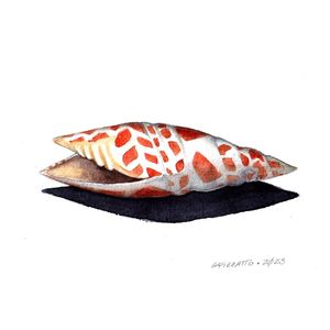 MITTER SHELL