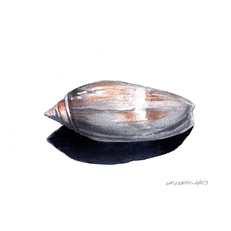 OLIVE SHELL