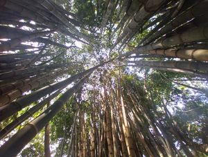 BAMBU 10