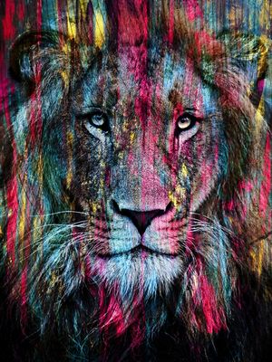 ANIMALS LEAO GF