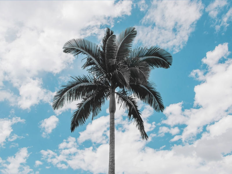 TROPICALE