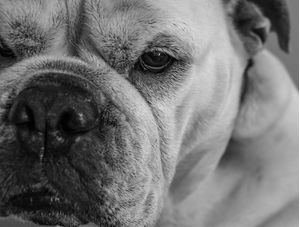 BULLDOG INGLES