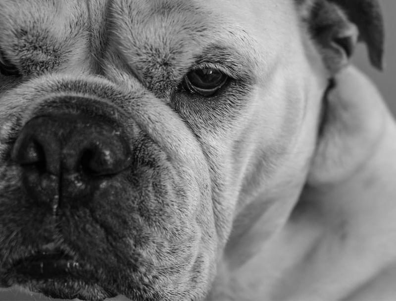 BULLDOG INGLES