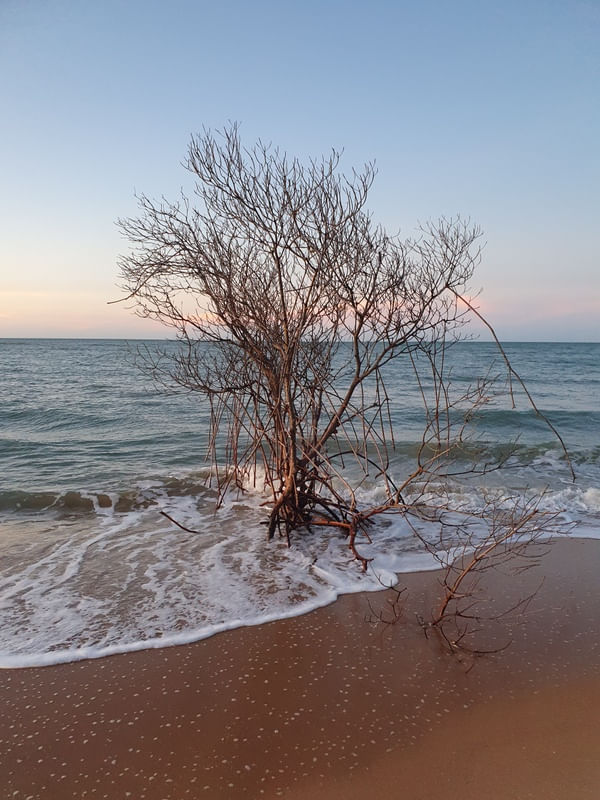 ÁRVORE NO MAR CEARÁ