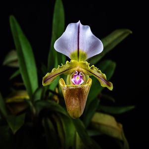 ORQUIDEA SAPATINHO EM FLOR